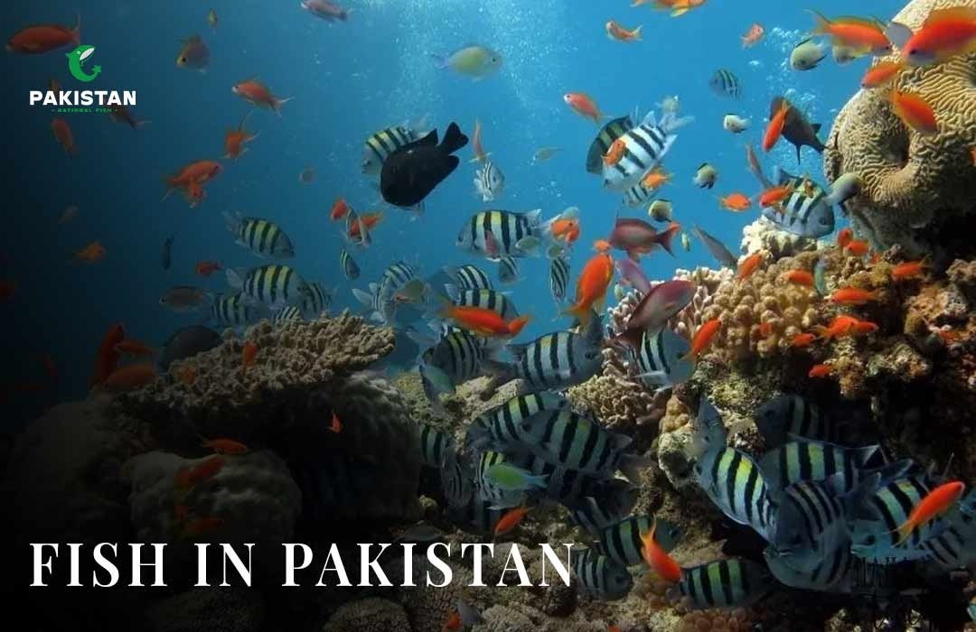 Fish In Pakistan: Seafood In Pakistan
