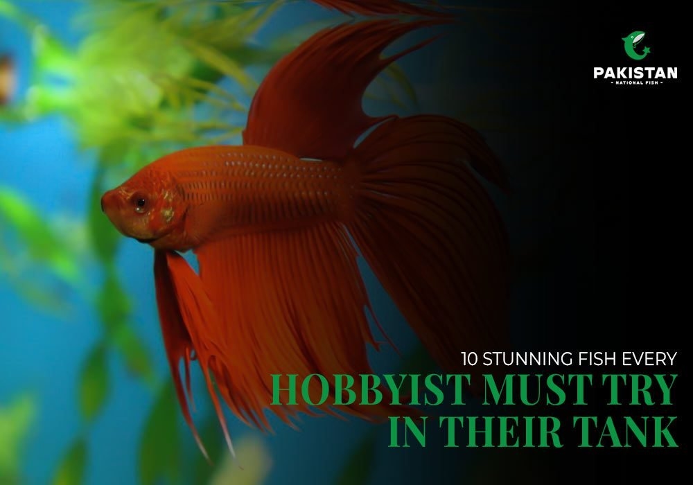 10 Stunning Fish Every Hobbyist Must Try in Their Tank