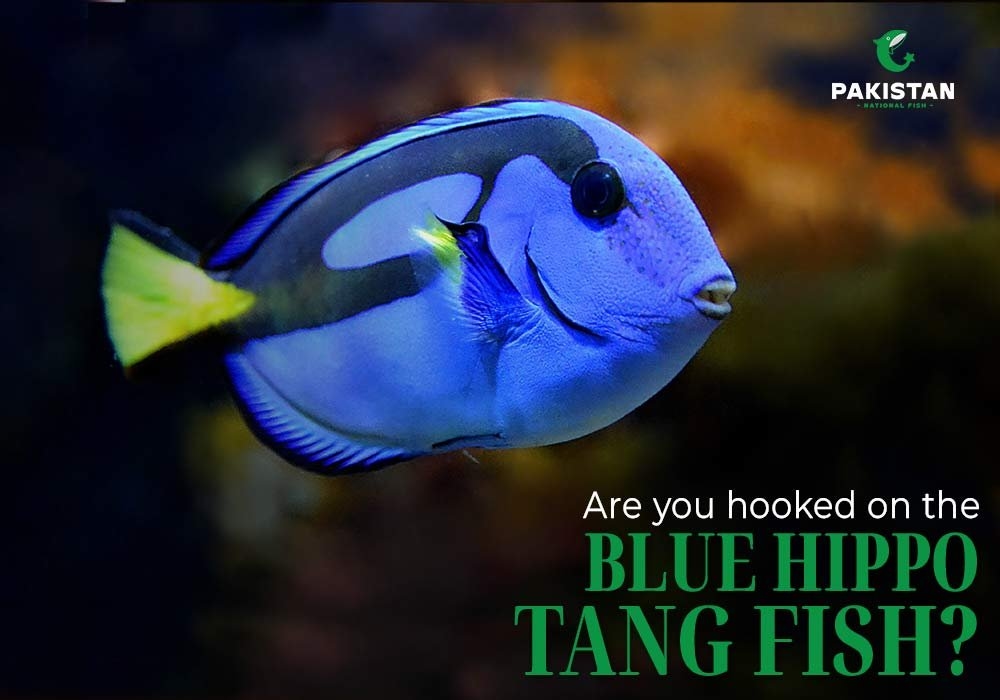 Are You Hooked on the Blue Hippo Tang Fish?