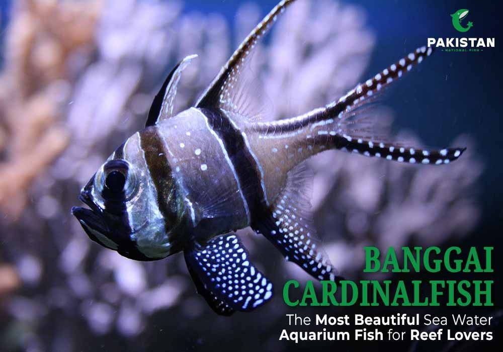 Banggai Cardinalfish The Most Beautiful Sea Water Aquarium Fish for Reef Lovers
