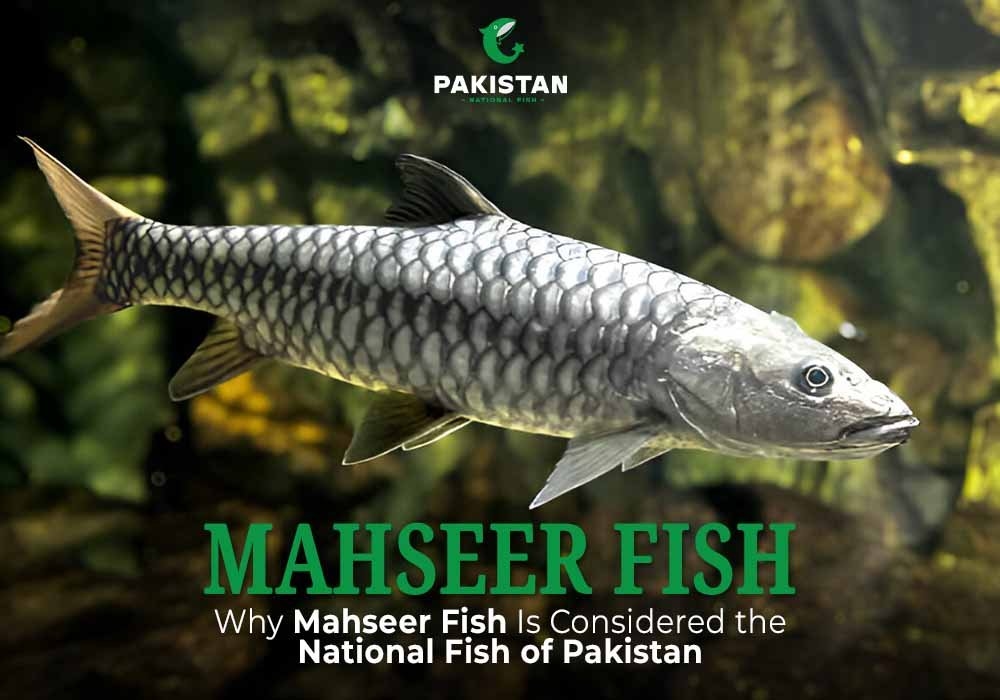 Mahseer Fish: Why Mahseer Fish Is Considered the National Fish of Pakistan