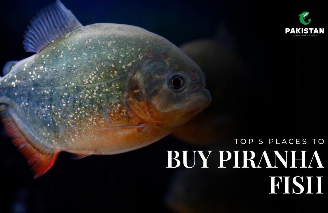 Top 5 Places to Buy Piranha Fish