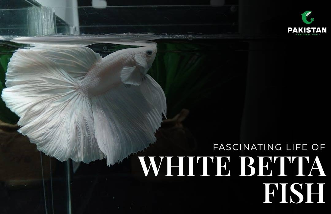 Fascinating Life of White Betta Fish