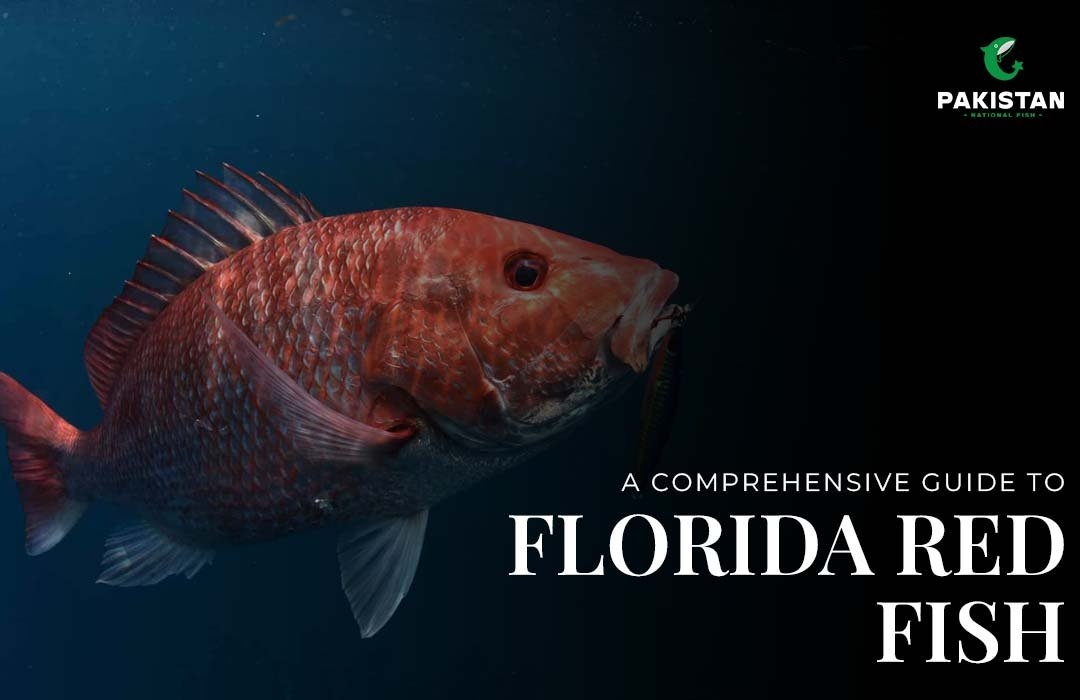 A Comprehensive Guide to Florida Red Fish