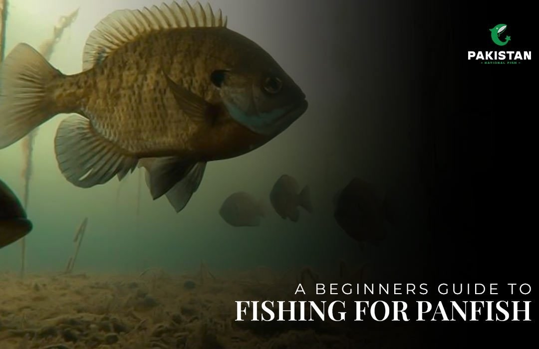 A Beginner's Simple Guide to Fishing for Panfish