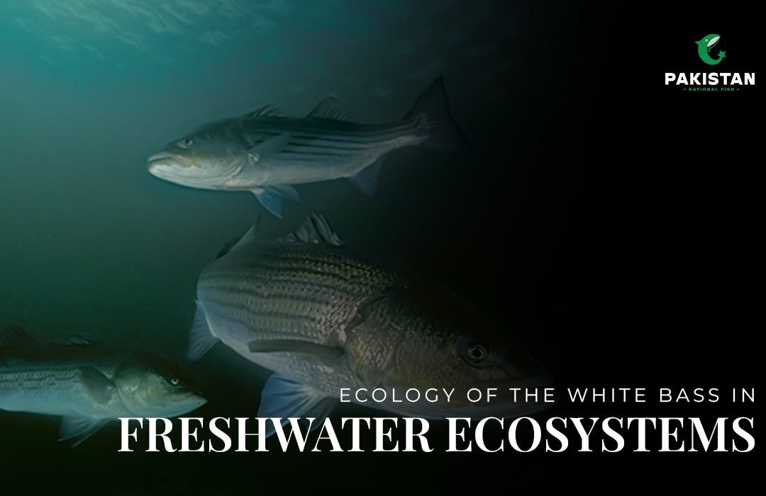 Ecology of the White Bass in Freshwater Ecosystems