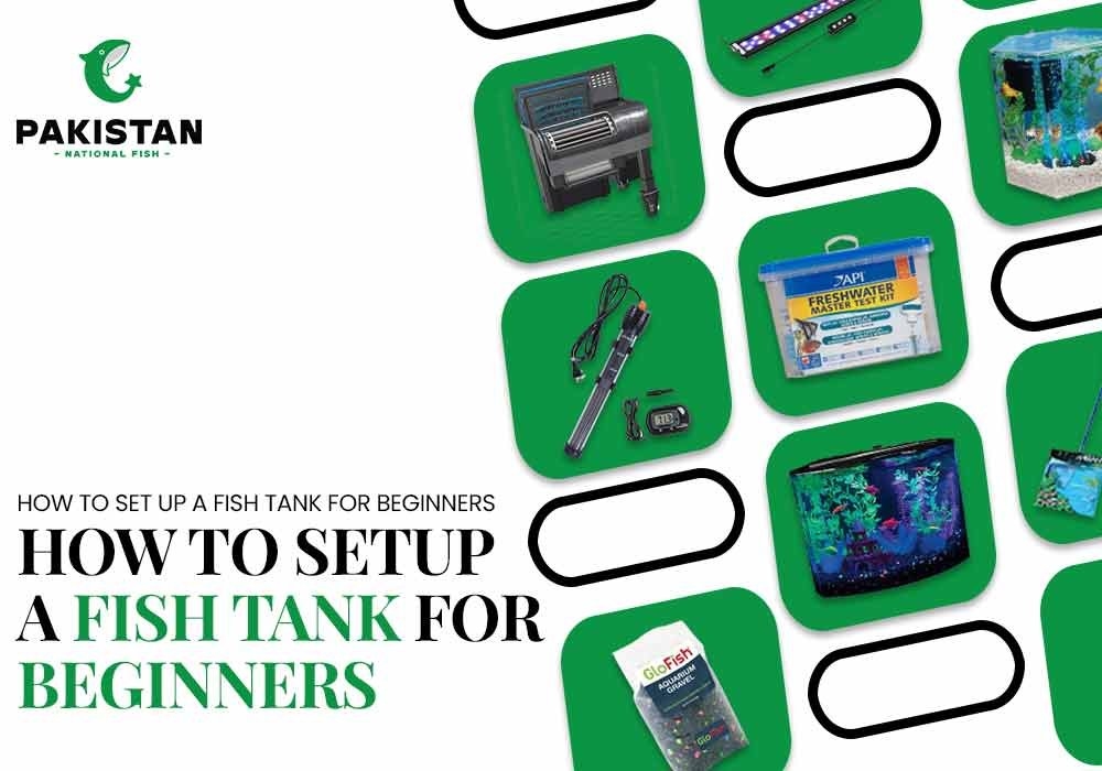 Create A Thriving Underwater World With The Complete Guide To Fish Aquarium Setup