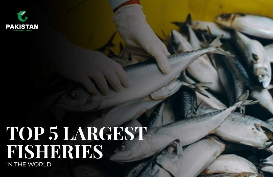 Top 5 Largest Fisheries in the World