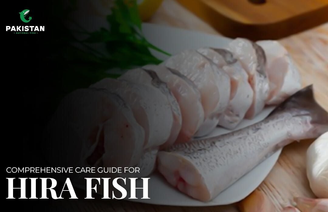 Comprehensive Care Guide for Heera Fish (Red Snapper)