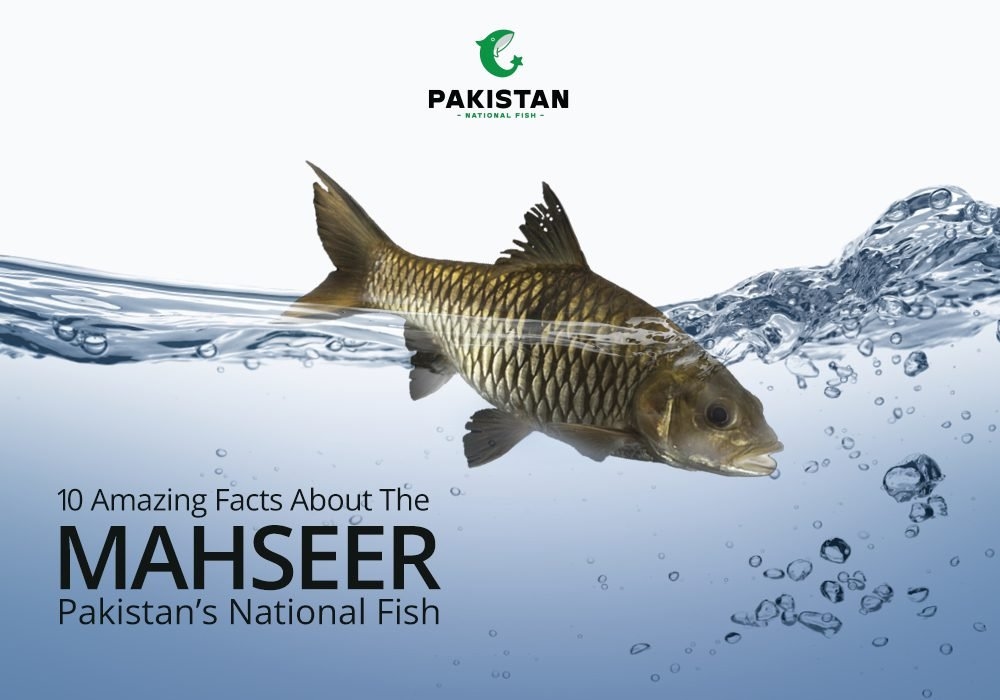 10 Amazing Facts about the Mahseer Pakistan's National Fish