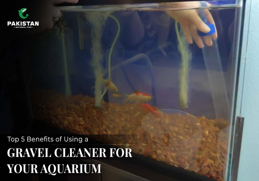 Top 5 Benefits of Using a Gravel Cleaner For Your Aquarium