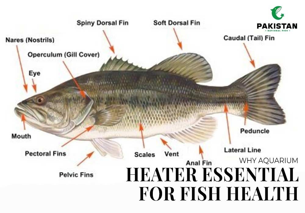 Understanding Different Parts of A Fish and Their Functions