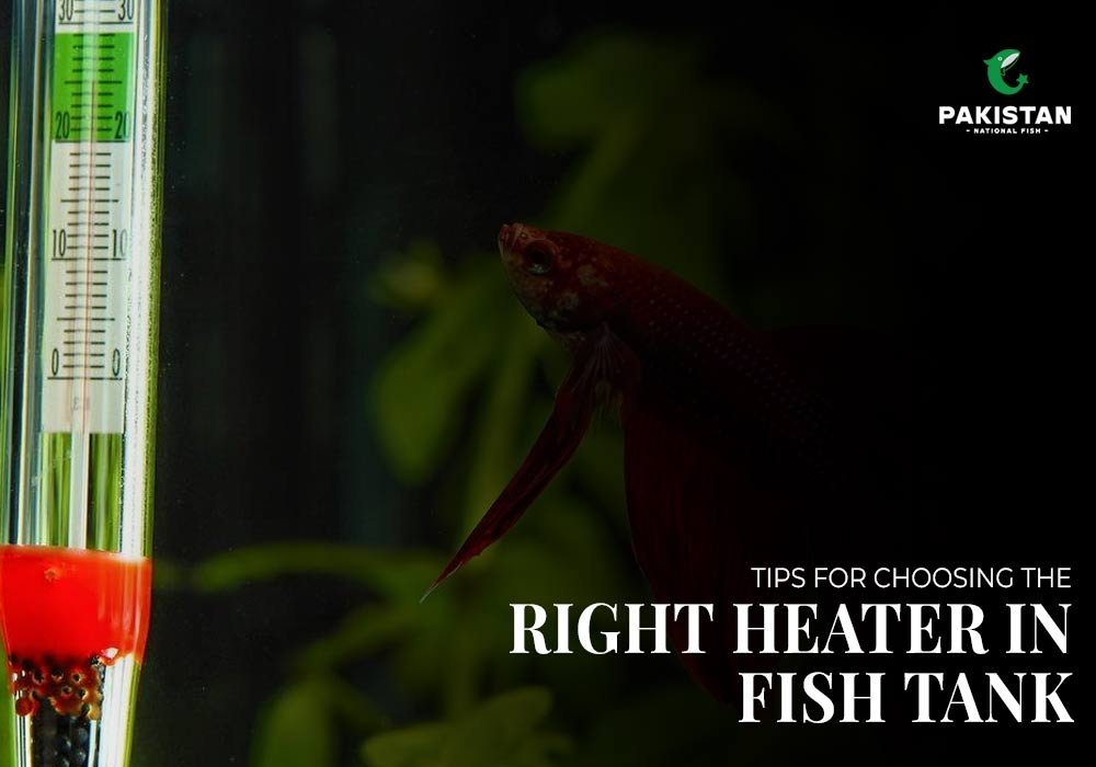 Tips for Choosing the Right Heater in Fish Tank
