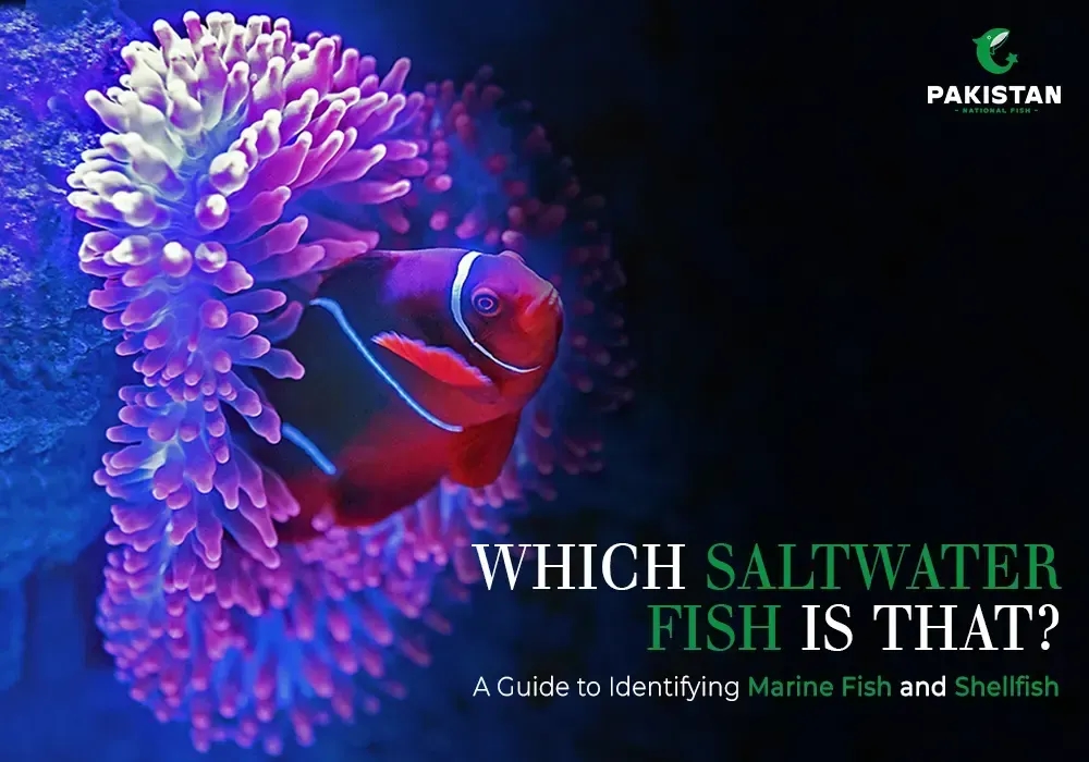 Which Saltwater Fish is that? A Guide to Identifying Marine Fish and Shellfish