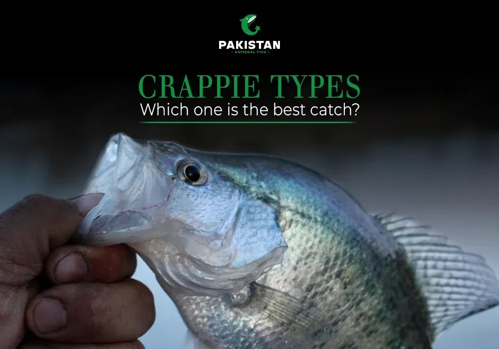 Crappie Types - Which One is the Best Catch?