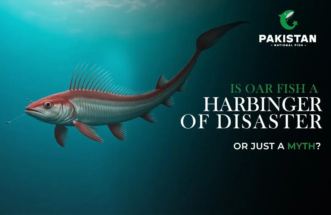 Is Oar Fish a Harbinger of Disaster or Just a Myth?