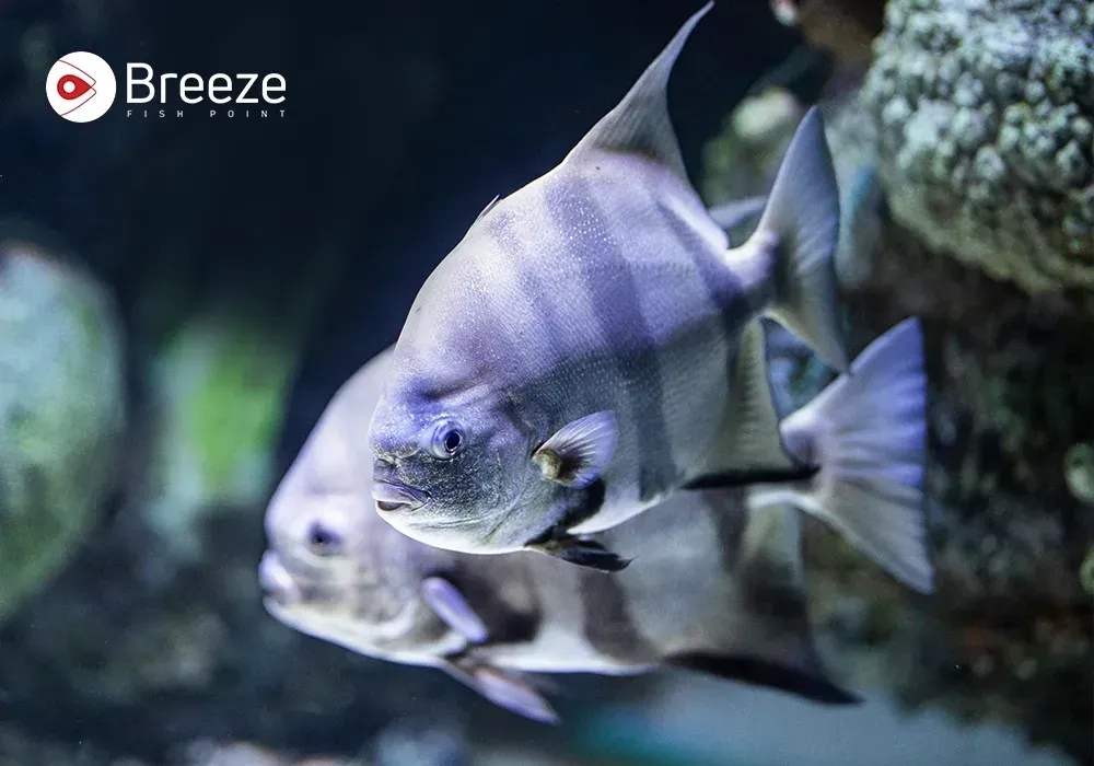 What Makes the Sheepshead Fish So Fascinating?