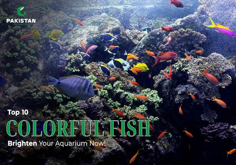 10 Top Colorful Fish to Brighten Your Aquarium Now!