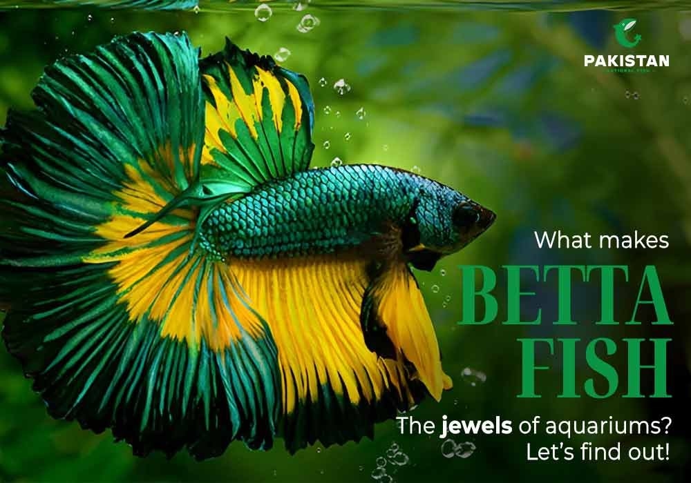 What Makes Betta Fish the Jewels of Aquariums? Let’s Find Out!