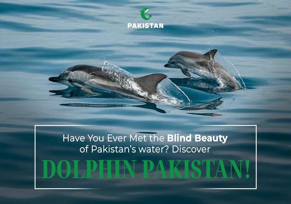 Have You Ever Met the Blind Beauty of Pakistan’s Waters? Discover Dolphin Pakistan!