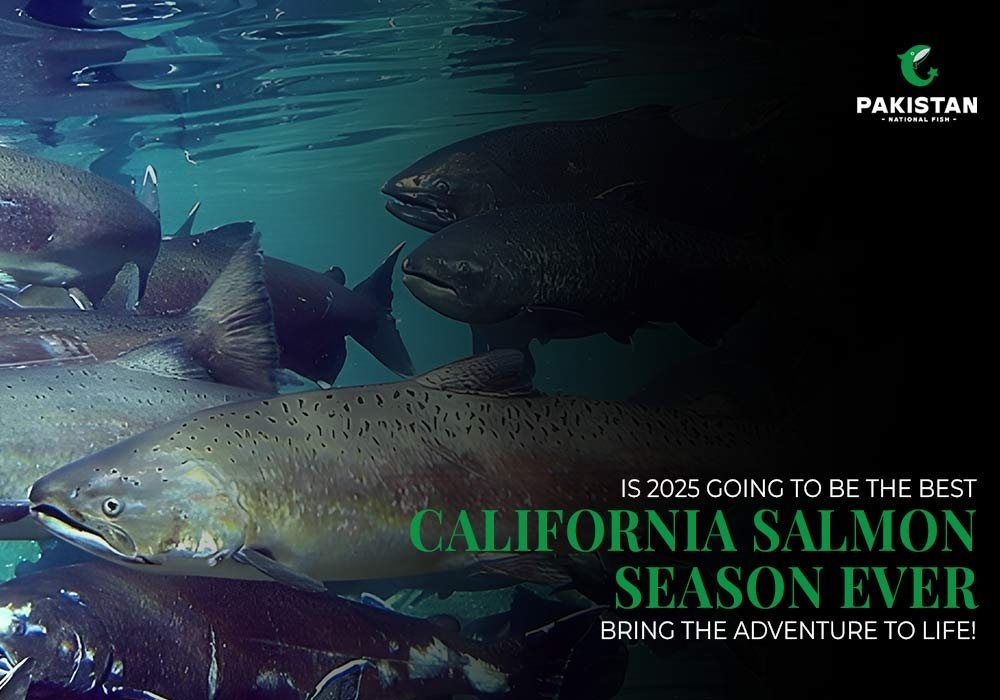 Is 2025 Going to Be the Best California Salmon Season Ever? Bring the adventure to life!