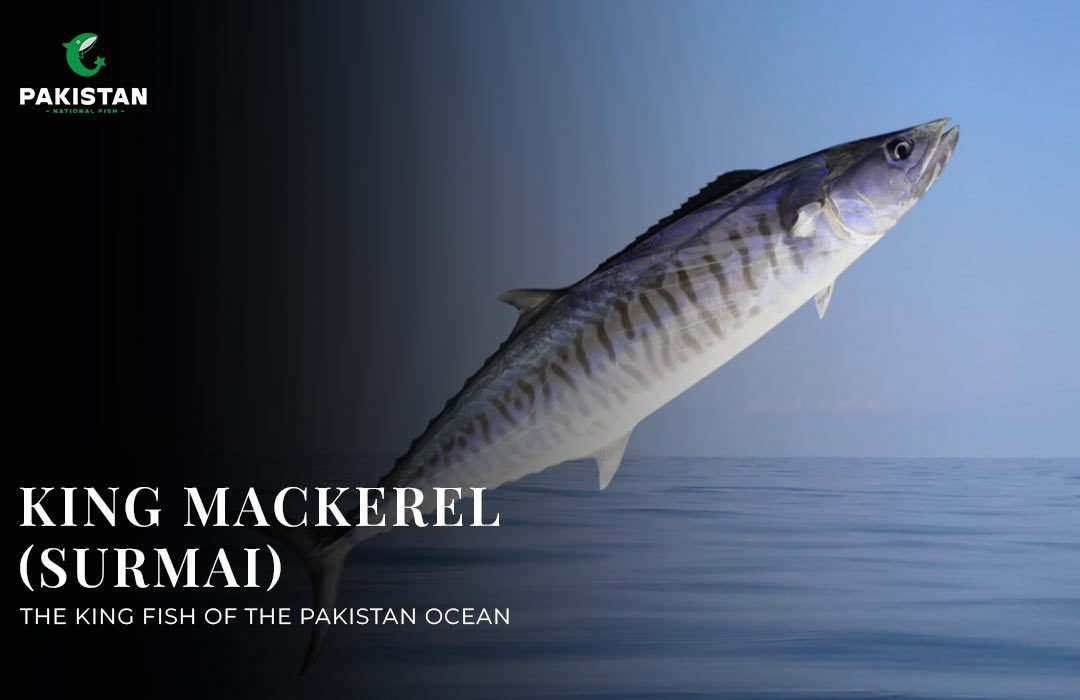 King Mackerel (Surmai): The King Fish Of The Pakistan Ocean