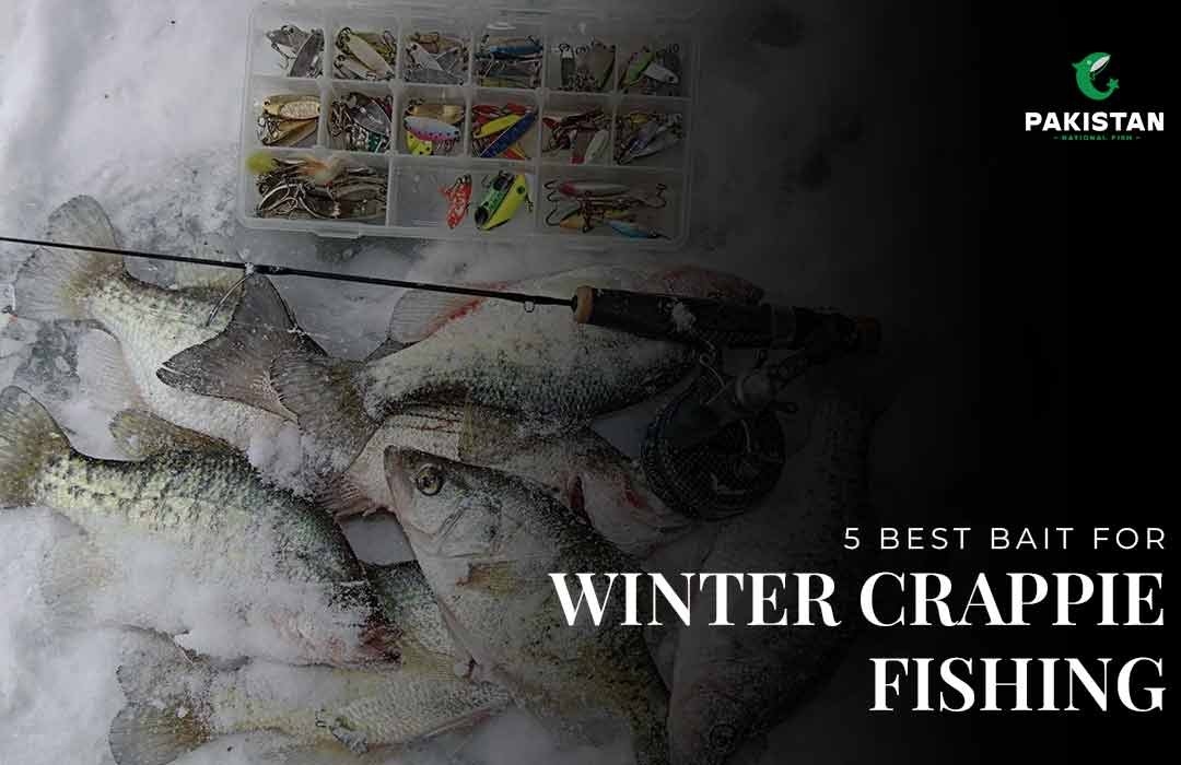 5 Best Bait for Winter Crappie Fishing