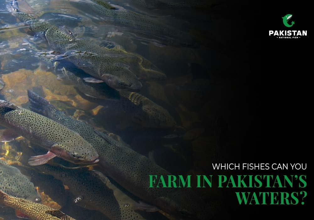 Which Fishes Can You Farm in Pakistan’s Waters?