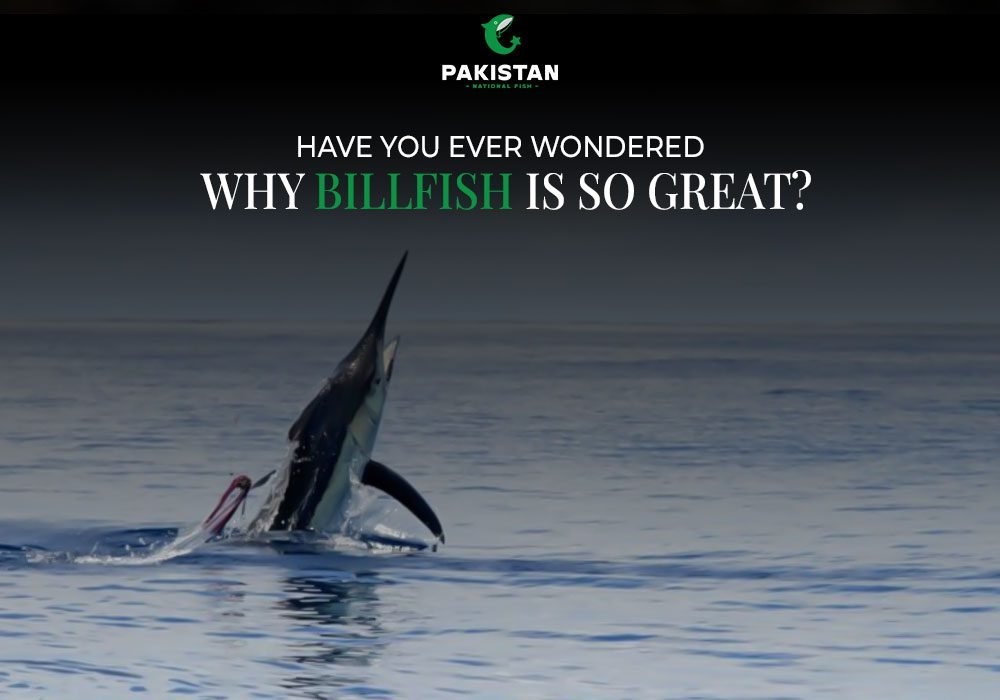 Have You Ever Wondered Why Billfish Is So Great?