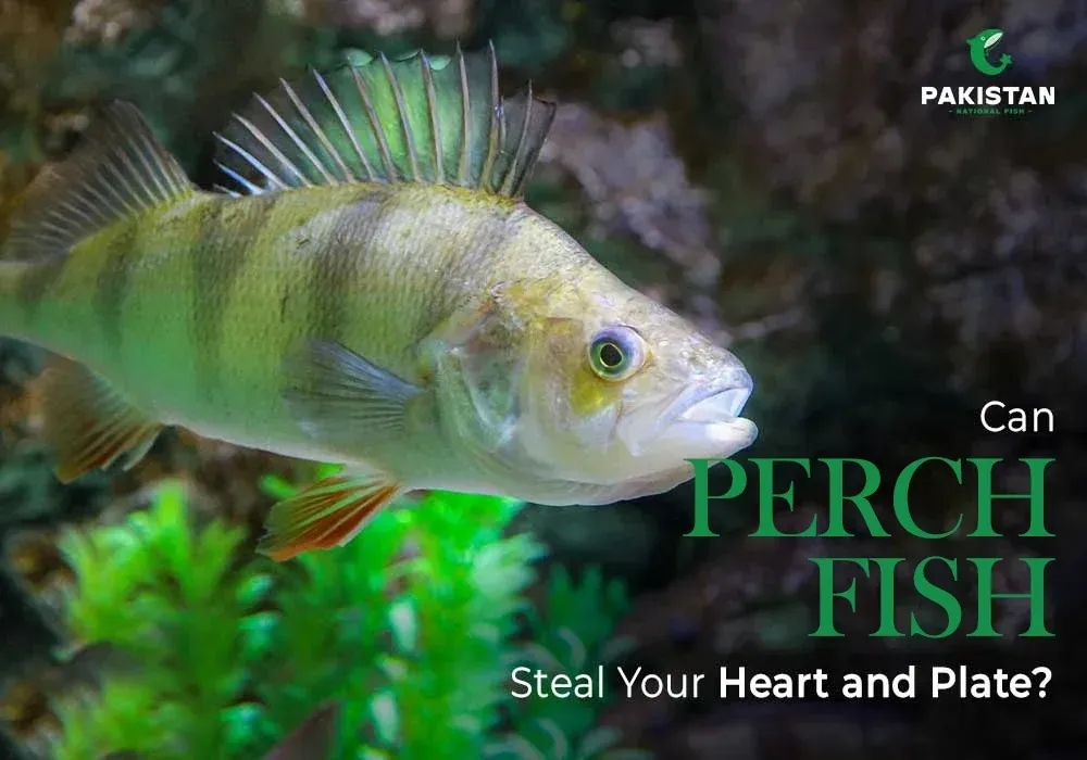 Can Perch Fish Steal Your Heart and Plate?