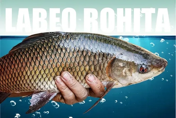 Why Rohu Fish Is a Popular Choice for Fish Keepers in Pakistan