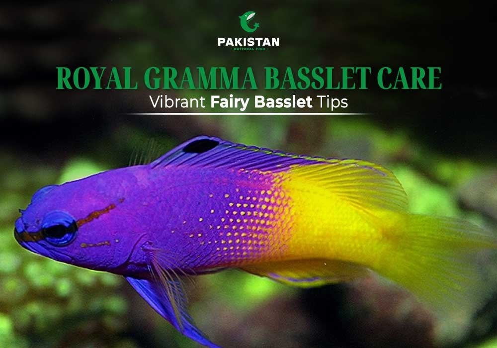 Royal Gramma Basslet Care: Vibrant Fairy Basslet Tips