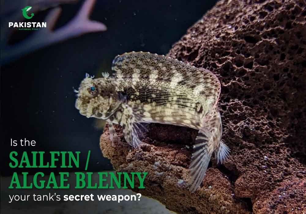 Is the Sailfin/Algae Blenny Your Tank’s Secret Weapon?