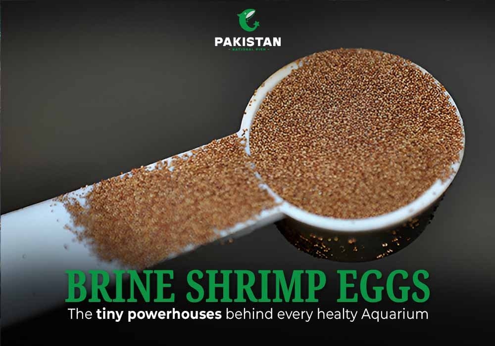 Brine Shrimp Eggs: The Tiny Powerhouses Behind Every Healthy Aquarium
