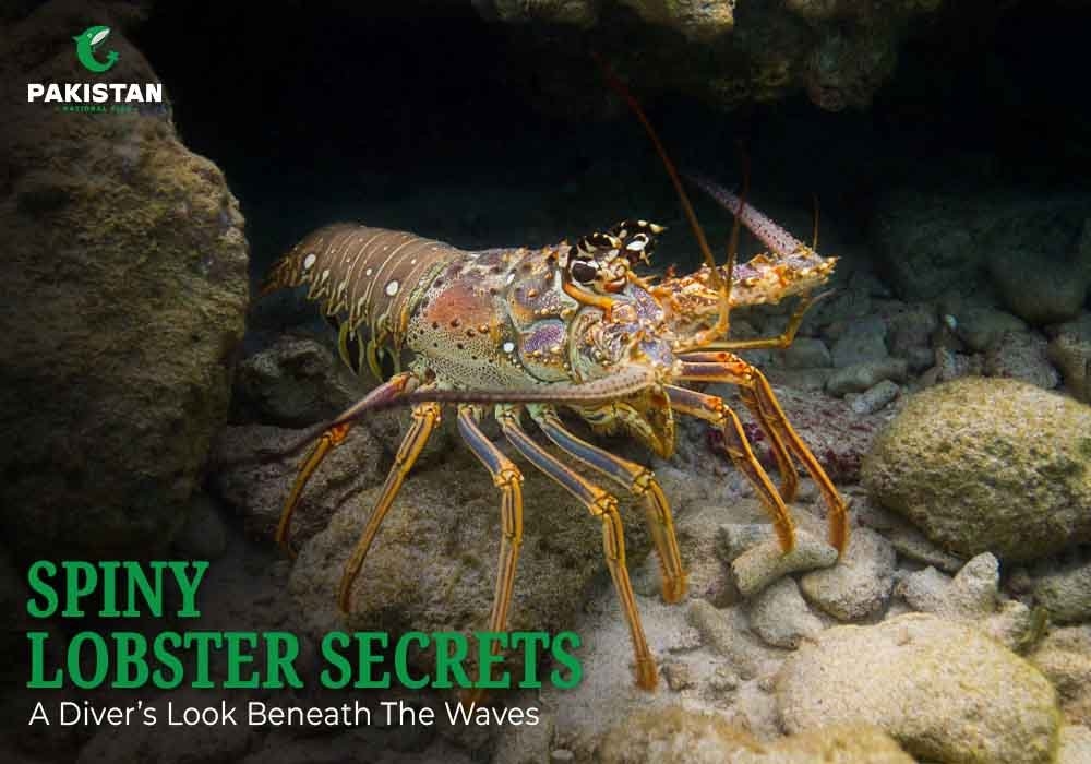 Spiny Lobster Secrets: A Diver’s Look beneath the Waves