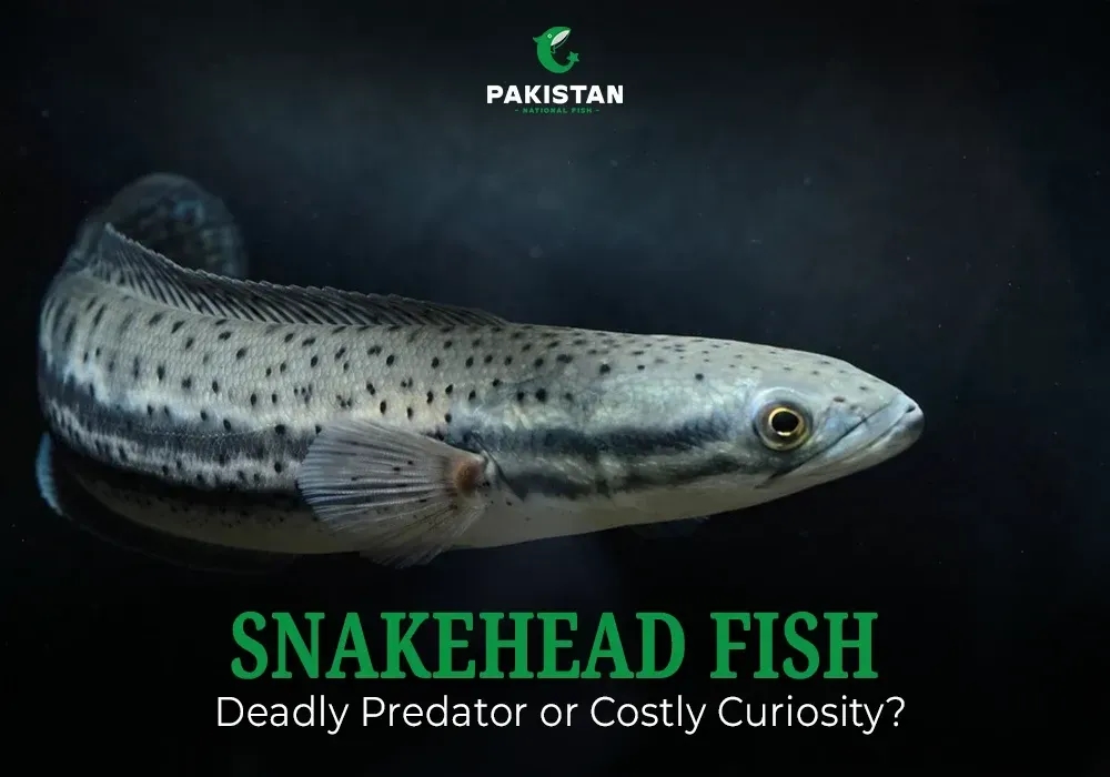 Snakehead Fish: Deadly Predator or Costly Curiosity