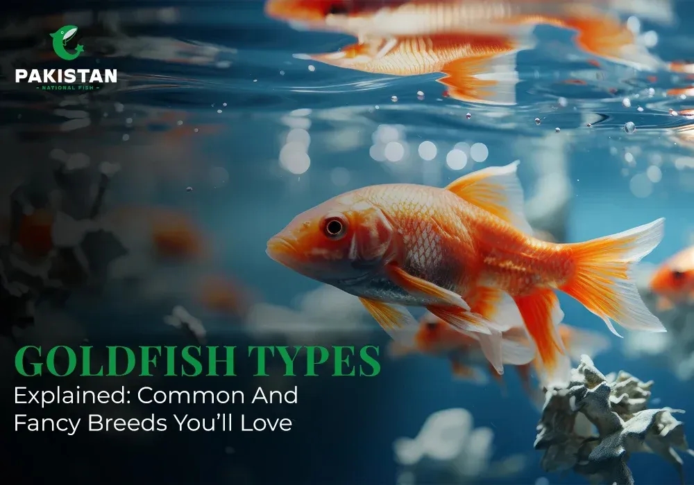 Goldfish Types Explained: Common And Fancy Breeds You’ll Love