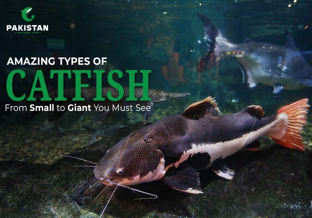 Amazing Types of Catfish From Small to Giant You Must See