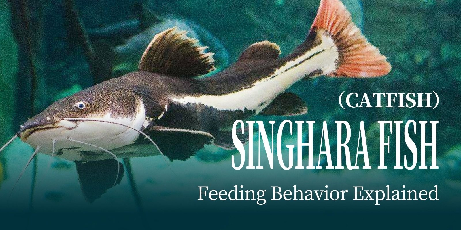 Singhara Fish (Catfish)Feeding Behavior Explained: Simple and Practical Tips