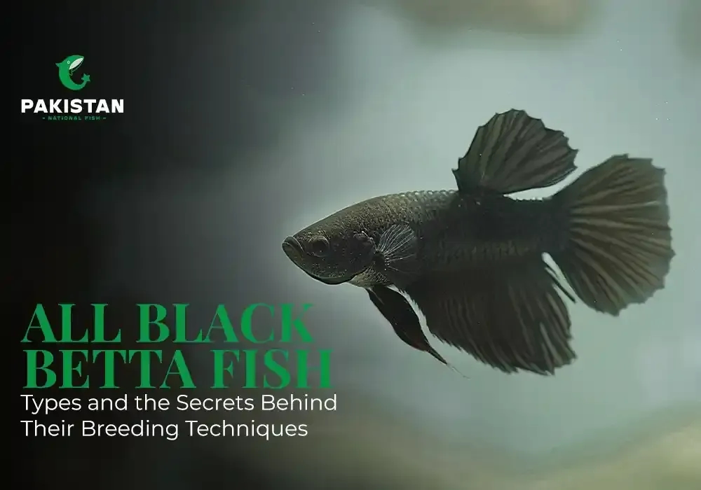 All Black Betta Fish Types and the Secrets Behind Their Breeding Techniques