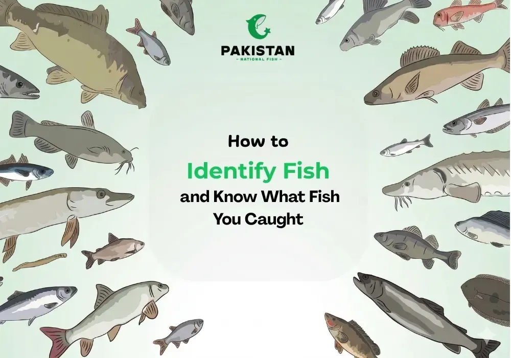 How to Identify Fish and Know What Fish You Caught