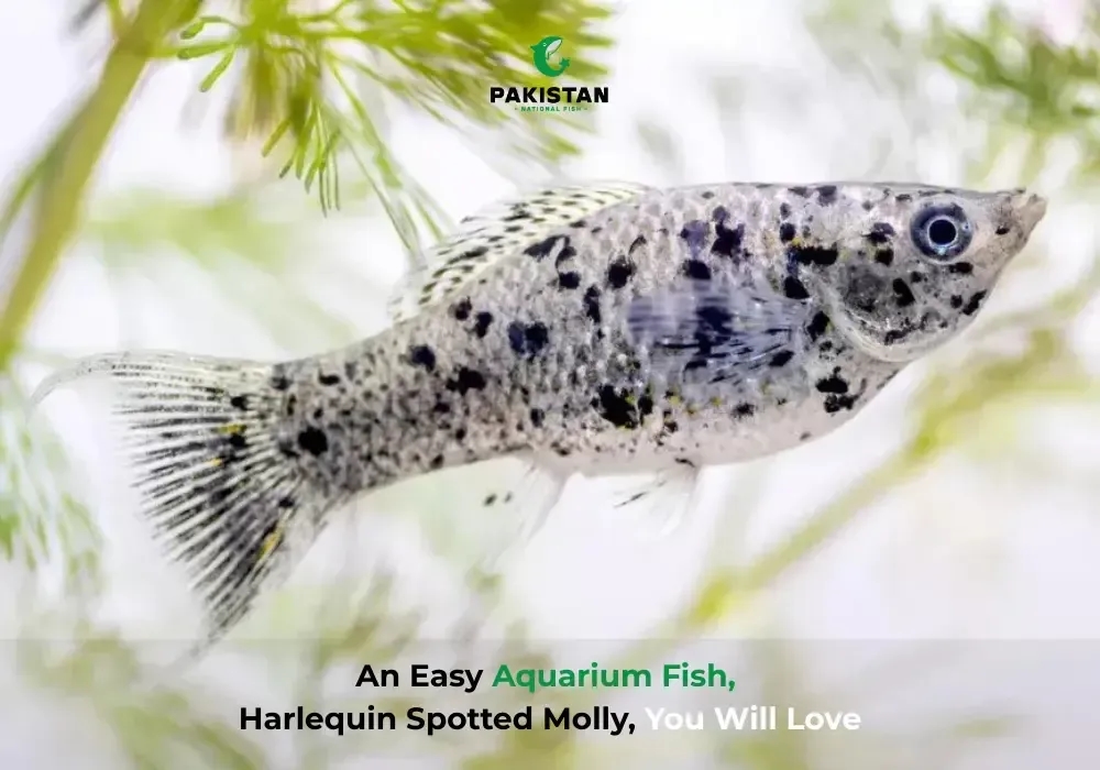 An Easy Aquarium Fish, Harlequin Spotted Molly, You Will Love