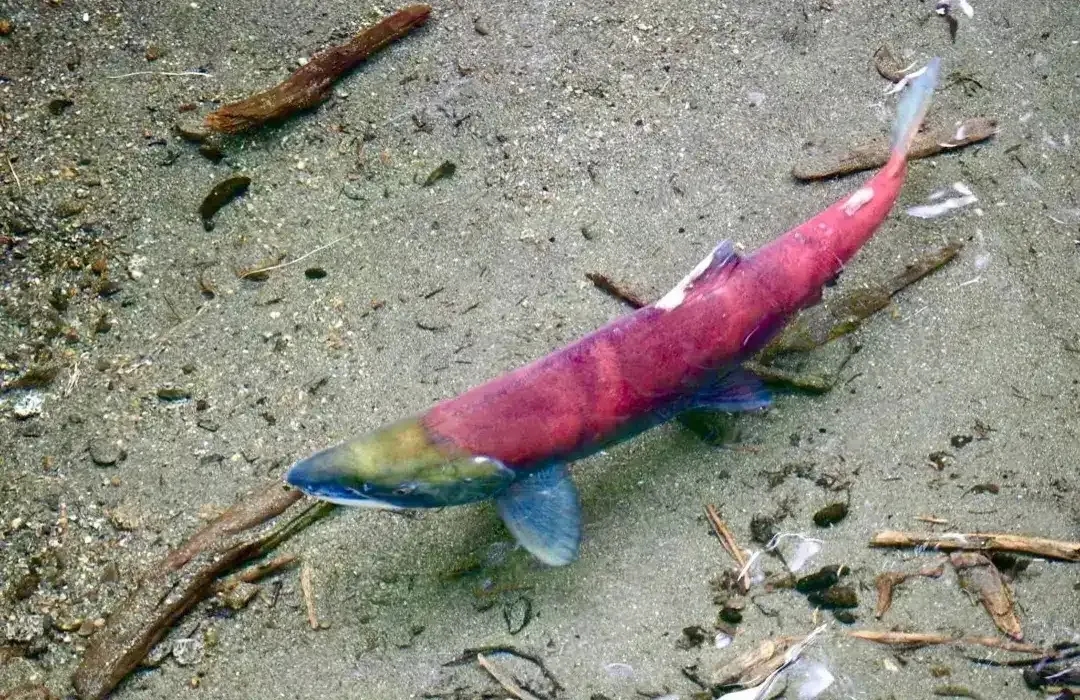 Salmon Reproductive Cycle: How Salmon Reproduce
