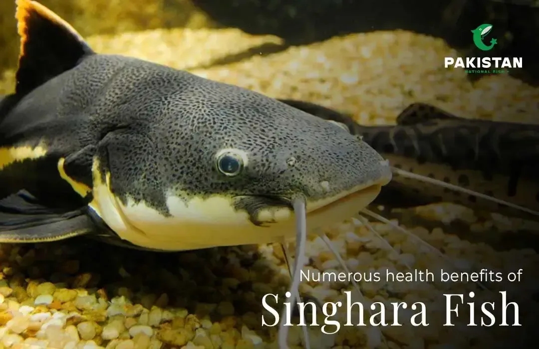 Benefits of Singhara fish: Nutritional Value, Uses
