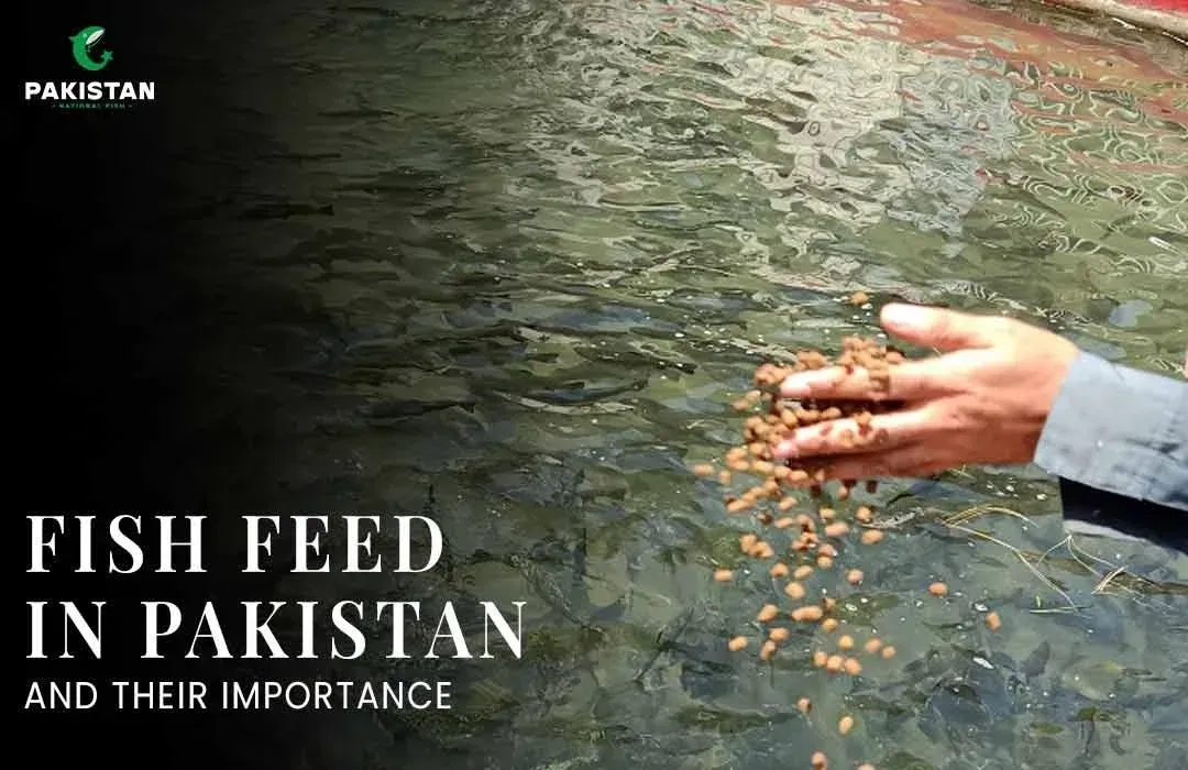 Fish Feed In Pakistan And Their Importance