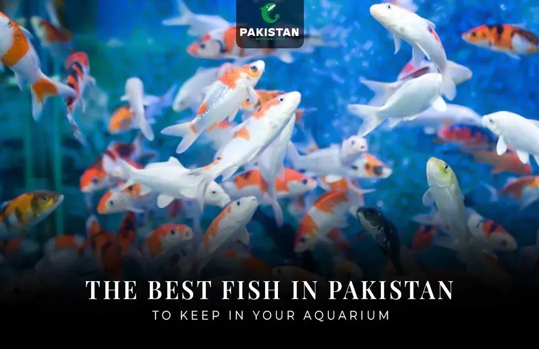 The Best Fish In Pakistan To Keep In Your Aquarium