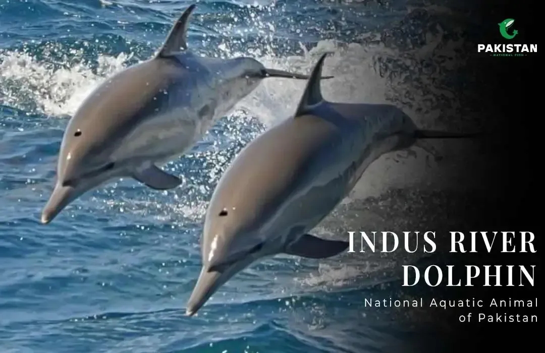 Indus River Dolphin: National Aquatic Animal Of Pakistan