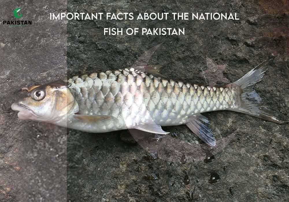 Important Facts About The National Fish Of Pakistan