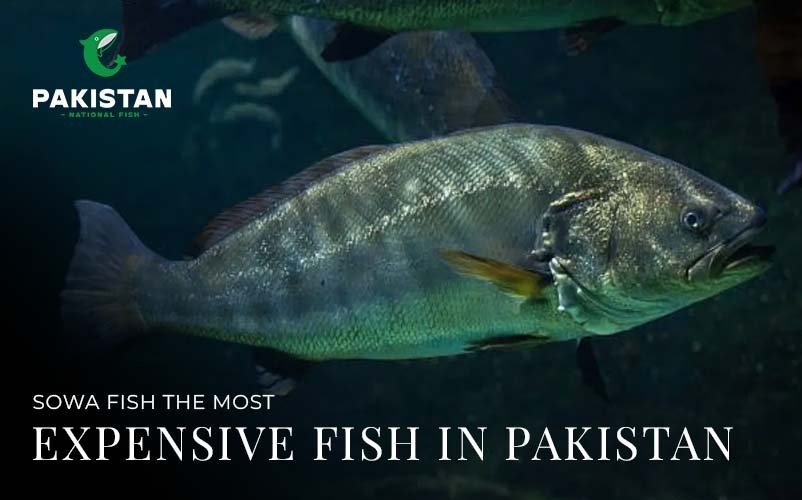 Sowa Fish: The Most Expensive Fish In Pakistan