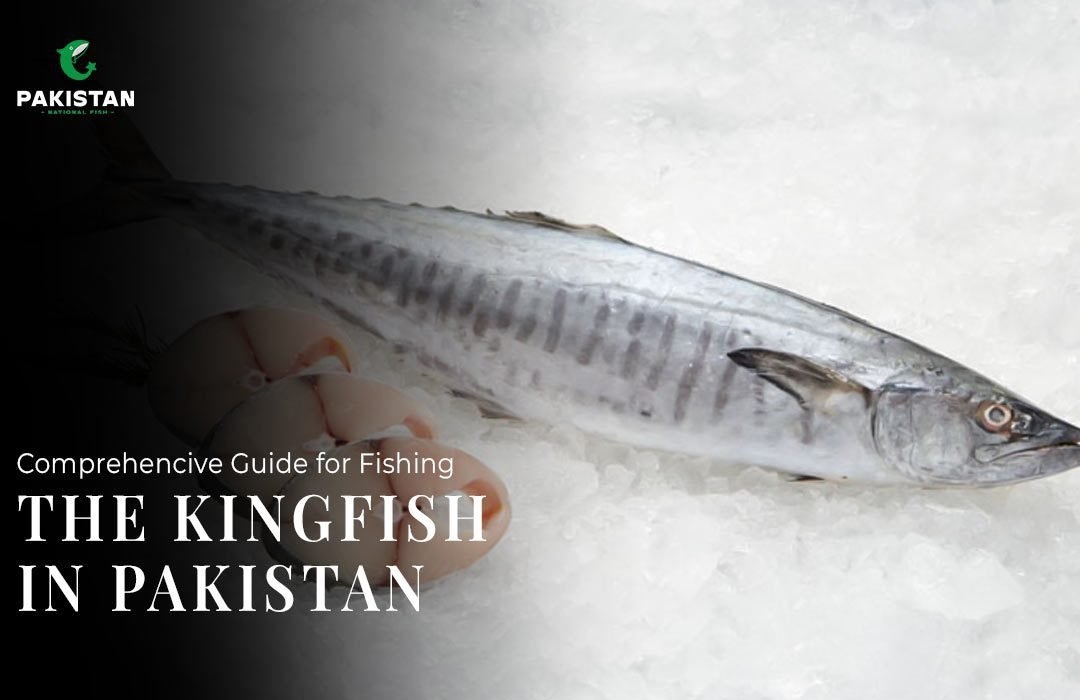 Comprehensive Guide For Fishing The Kingfish In Pakistan